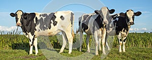 Black and white cows, Friesian Holstein, standing in a pasture under a blue sky on a sunny day