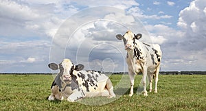 Black and white cows, frisian holstein, in a pasture one cow standing upright the other one lying down chewing and mooing under a