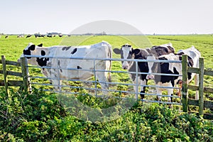 Black and white cows in front of an iron gate