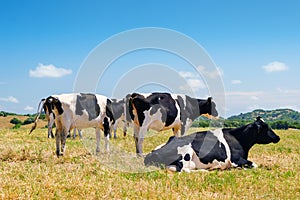 Black and white cows grazing