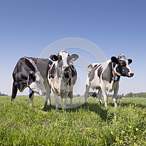 Black and white cows in green grassy dutch meadow with blue sky in the netherlands between utrecht and Leerdam