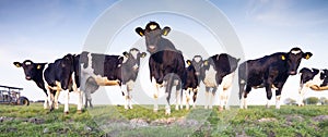 Black and white cows in green grassy meadow under blue sky in holland