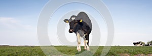 Black and white cows in green grassy meadow under blue sky in holland