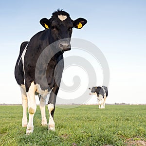 Black and white cows in green grassy meadow under blue sky in holland