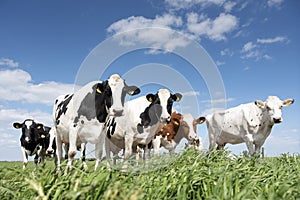 Black and white cows in green grassy meadow under blue sky near amersfoort in holland