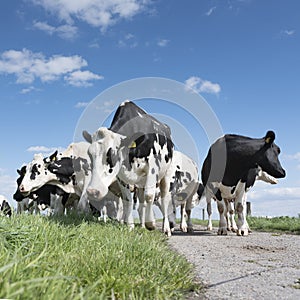 Black and white cows in green grassy meadow under blue sky near amersfoort in holland