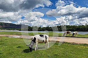Black and white cows on green meadow with blue sky and clouds behind