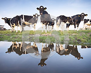 Black and white cows in green meadow reflected in water of canal under blue sky in holland