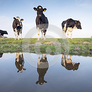 Black and white cows in green meadow reflected in water of canal under blue sky in holland