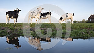 Black and white cows in green meadow reflected in water of canal under blue sky in holland