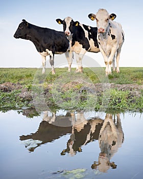 Black and white cows in green meadow reflected in water of canal under blue sky in holland