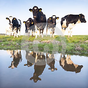 Black and white cows in green meadow reflected in water of canal under blue sky in holland