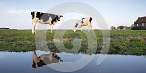 Black and white cows in green meadow reflected in water of canal under blue sky in holland