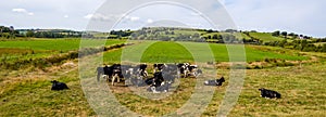 A black and white cows on an Irish farmer's pasture in summer. Cows in the field. Herd of cow on green grass field