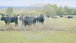 Black and white cows in meadow. Agribusiness with natural pasture. Static view. photo