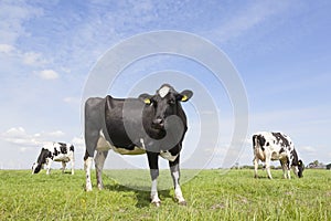 Black and white cows in meadow in the netherlands with blue sky