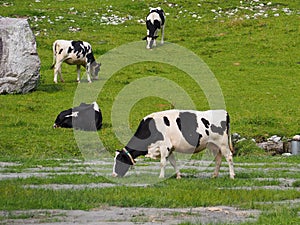 Black white cows in a mountain  pasture