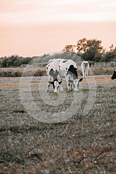 black and white cows in the pasture.Holstein Friesian Cattle.dairy cows with black and white spotting.Farm animals cows