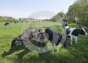 Black and white cows in spring meadow near gelderse vallei between leusden and barneveld in holland photo