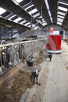 Black and white cows in stable feed from feeding robot