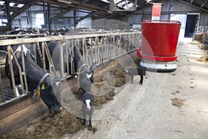 Black and white cows in stable feed from feeding robot