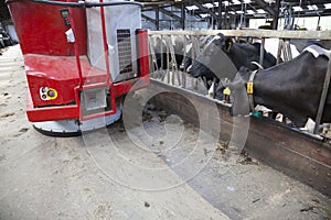 Black and white cows in stable wait for food from feeding robot