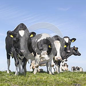 Black and white cows stare in green grassy meadow under blue sky