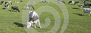 Black and white cows under blue sky in dutch green grassy meadow on sunny spring day