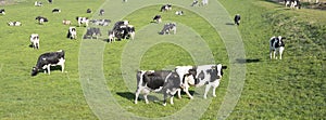 Black and white cows under blue sky in dutch green grassy meadow on sunny spring day