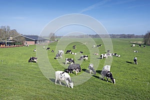 Black and white cows under blue sky in dutch green grassy meadow on sunny spring day