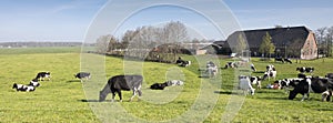 Black and white cows under blue sky in dutch green grassy meadow on sunny spring day