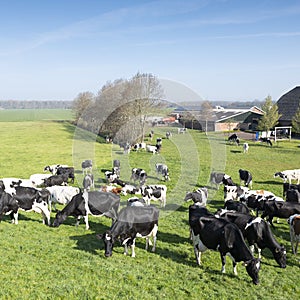 Black and white cows under blue sky in dutch green grassy meadow on sunny spring day
