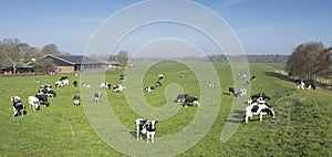 Black and white cows under blue sky in dutch green grassy meadow on sunny spring day