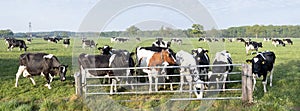 Black and white cows under blue sky in dutch green grassy meadow on sunny spring day