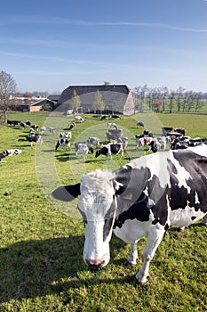 Black and white cows under blue sky in dutch green grassy meadow on sunny spring day