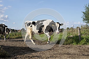 Black and white cows, walking the cow path to be milked, full udder, blue bracelet, pasture under a blue sky.