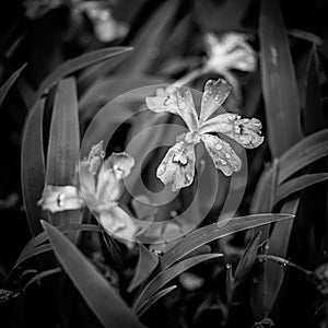 Black and White of Crested Dwarf iris and Rain Drops