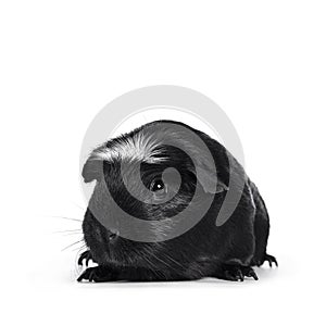 Black white crested guinea pig on white