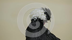 Black white crested polish chicken at white background in studio on a beige background. A crested bird with a