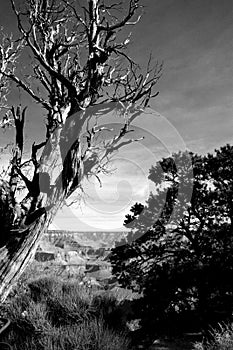 Black and white Crippled Tree