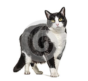 Black and white crossbreed cat standing, isolated