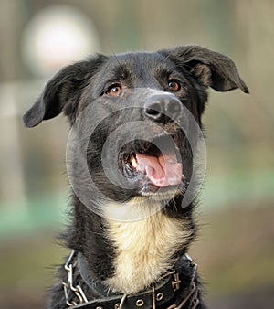 Black and white crossbreed dog