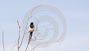 A black white crow sits on a tree branch against a winter blue sky