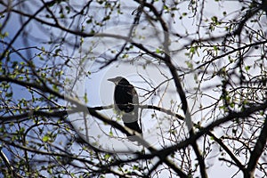 Black and white crow in tree