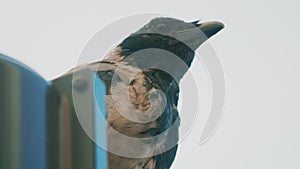 Black and white crow watches from a traffic light