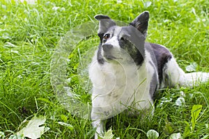 Black and white cur. A dog without a breed lies on the grass. Happy animal is resting on grass background.