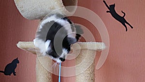 Black and white cute active cat playing with a toy in cats house.