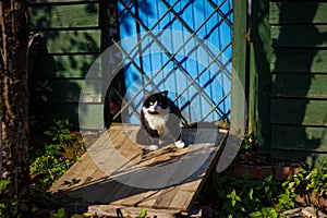 Black and white cute cat sitting on the porch of a wooden green house with a blue door on a Sunny day
