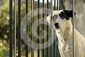 Black and white cute dog behind a green fence, looking into the distance