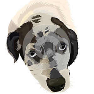 Black and white cute dog face vector design